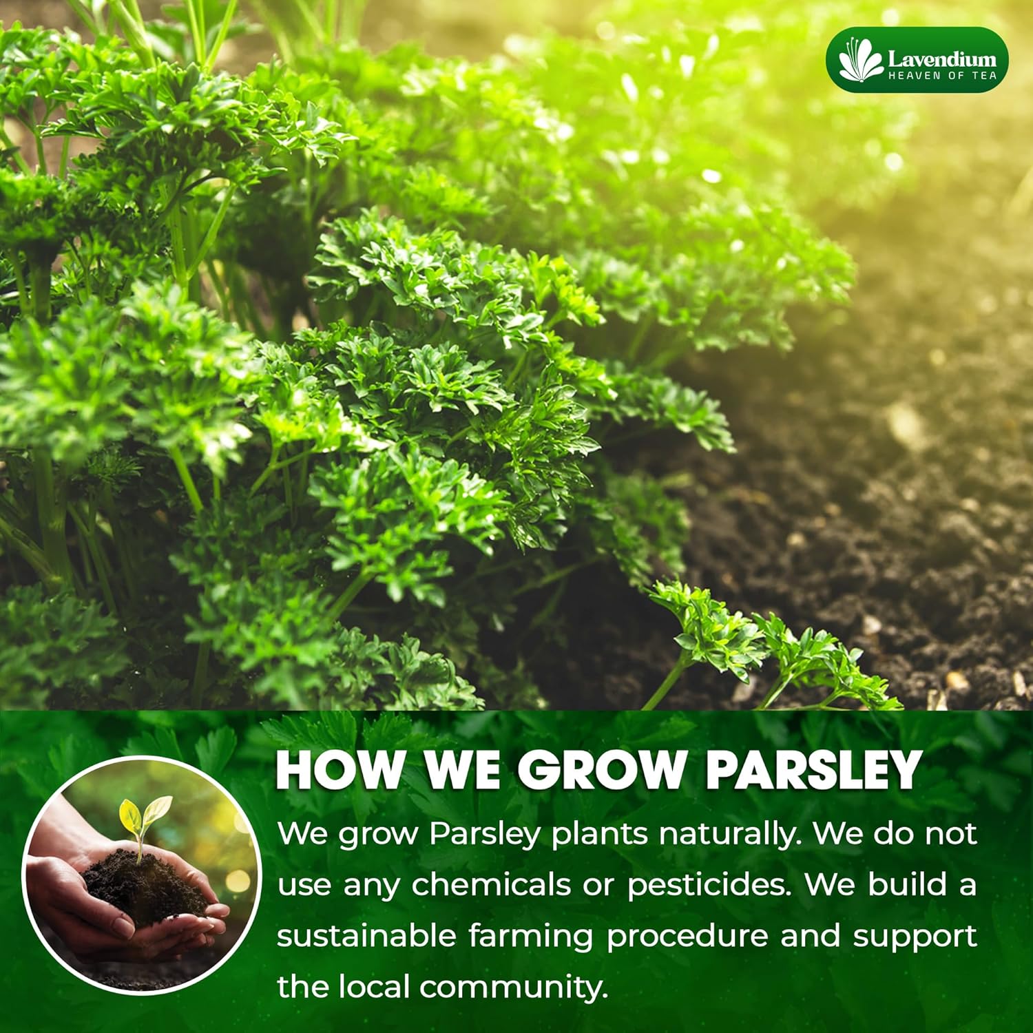 Premium Dried Parsley Leaves – 100% Pure, Non-GMO, Gluten-Free, Vegan – Aromatic Culinary Herb for Cooking, Garnish, and Seasoning