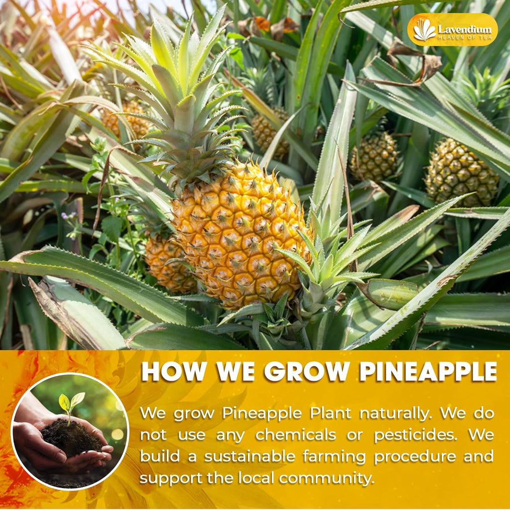 Dried Pineapple Slices 6oz – Premium Quality, Naturally Sweet & Tangy