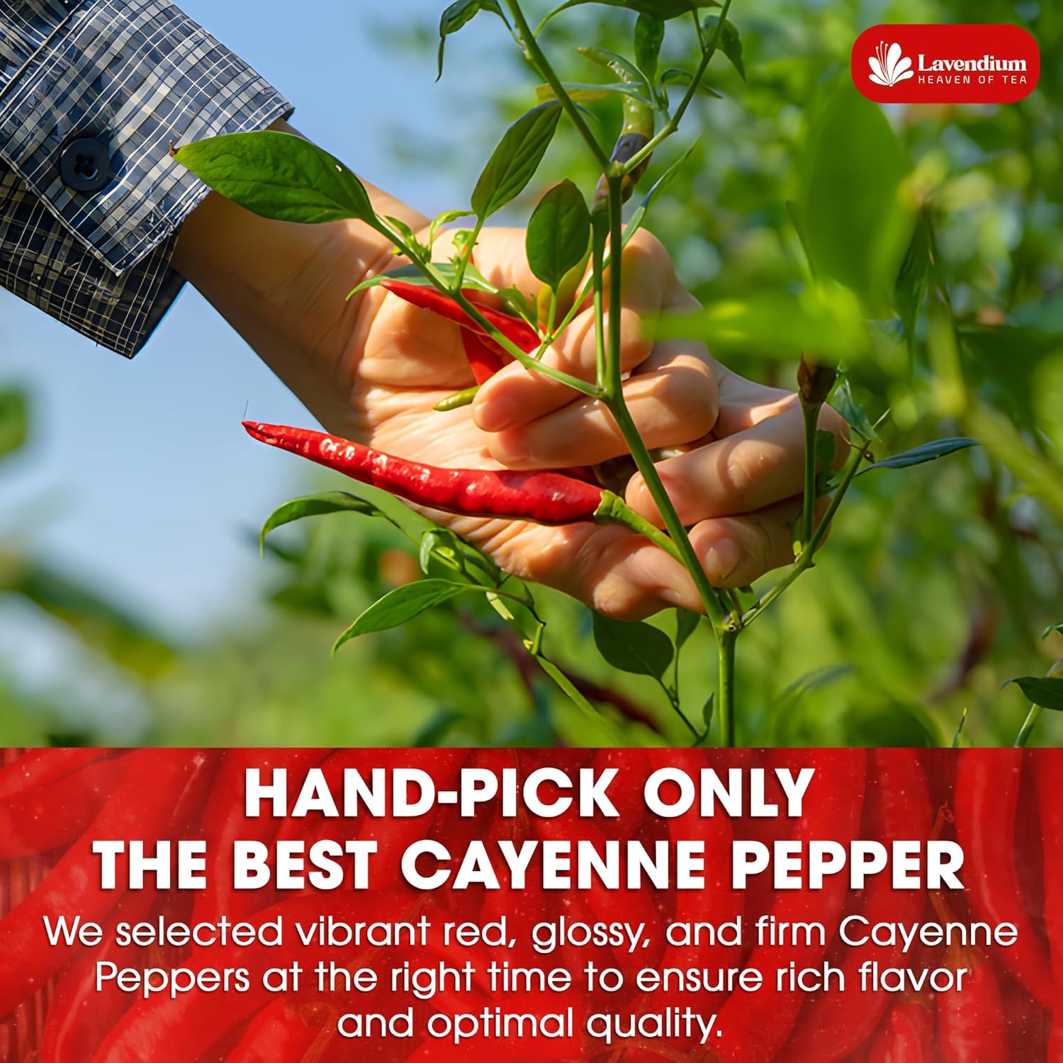 Premium Cayenne Pepper Powder– Pure Ground Red Pepper, Bold and Spicy Flavor